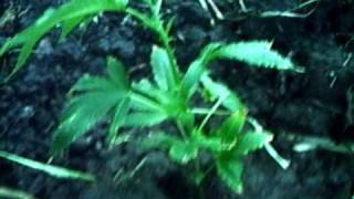 my spot after i put 4 clones in the ground