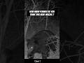 BIG Black Bear on public land! #papublic #nature #thehuntingpublic #berrypicking#bleackbear#bearhunt