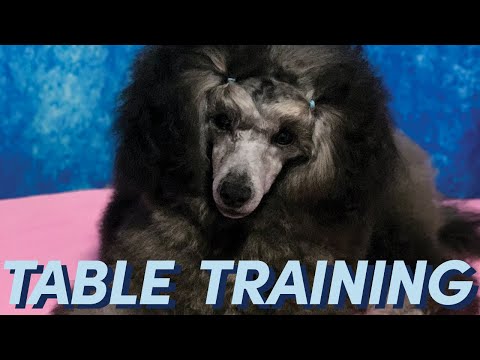 Getting Your Dog Ready for Table Training [Research]