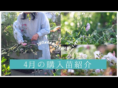 【春のガーデニング】4月の購入苗紹介|4月の庭|小さな庭を楽しむ工夫| hqdefault