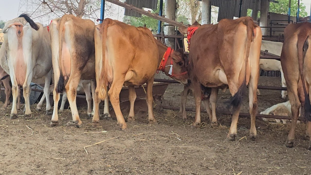 🏞कोलकात्ता के राजू भाई👨‍🌾 ने ली 11 शानदार👌 जर्सी गाय 🐄 @Sarb cheema dairy farm 75080 23218 89689 63218