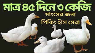 মাত্র ৪৫ দিনে ৩ কেজি ।মাংসের  জন্য পিকিং হাঁস সেরা#বেইজিং_হাঁস #duck #farming
