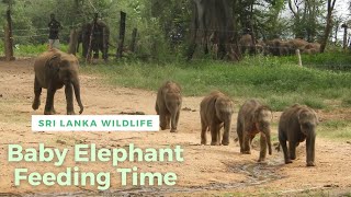 Baby Elephant Feeding at the Elephant Transit Home (Eth Athuru Sevana) | Udawalawa | Sri Lanka