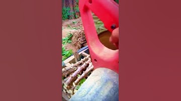 unique way of cutting cassava stems with a chainsaw #shorts