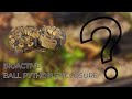 Building a Bioactive Ball Python Enclosure