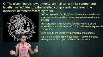 NSO Level 2 Class-8 Questions | Past Paper Solutions | Important Concepts