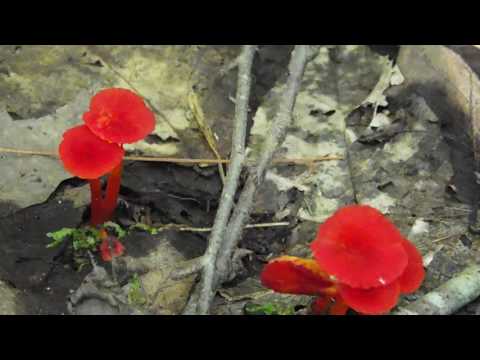 Red Mushrooms