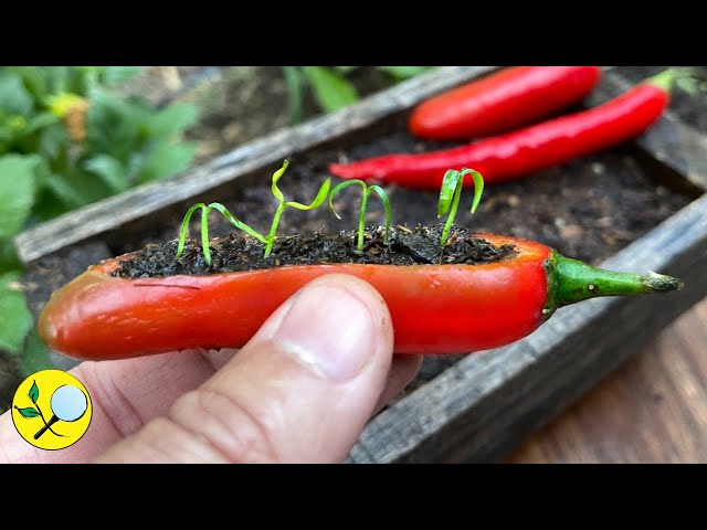 🌶️Cómo Cultivar Pimientos / Ají en Casa Siembra Poda Cosecha y Secado class=