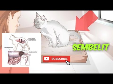 Video: Apa yang Harus Dilakukan Jika Kucing Anda Sembelit