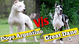 Dogo Argentino vs Great Dane || which is the best dogo argentino vs great dane || by Pomtoy Dishu 343 views 2 years ago 2 minutes, 57 seconds