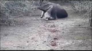 OSO HORMIGUERO FORMOSA #animales#silvestres#fauna#foeoseña#g#a#a