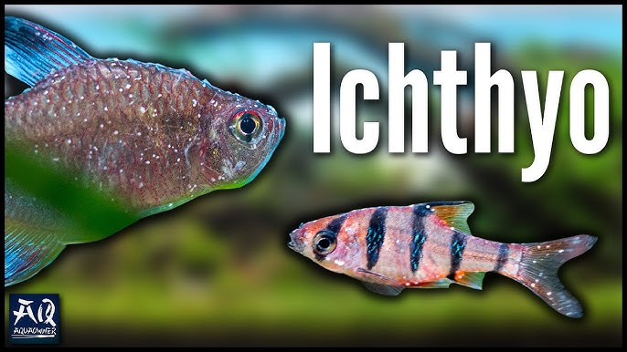 Protozoenparasiten Bei Fischen