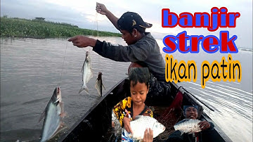 nelayan menangkap ikan banyak menggunakan rawai di danau tempe