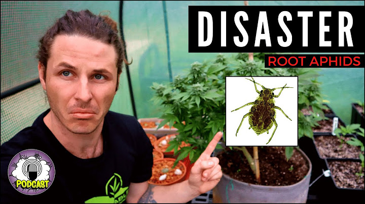 How to get rid of root aphids in soil