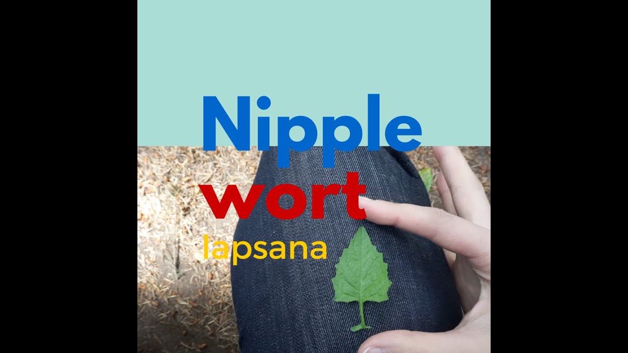 Episode 4: Nipplewort