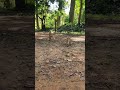 Wild youngsters monkey relaxing #wildmonkey #shortsvideo #wildlife