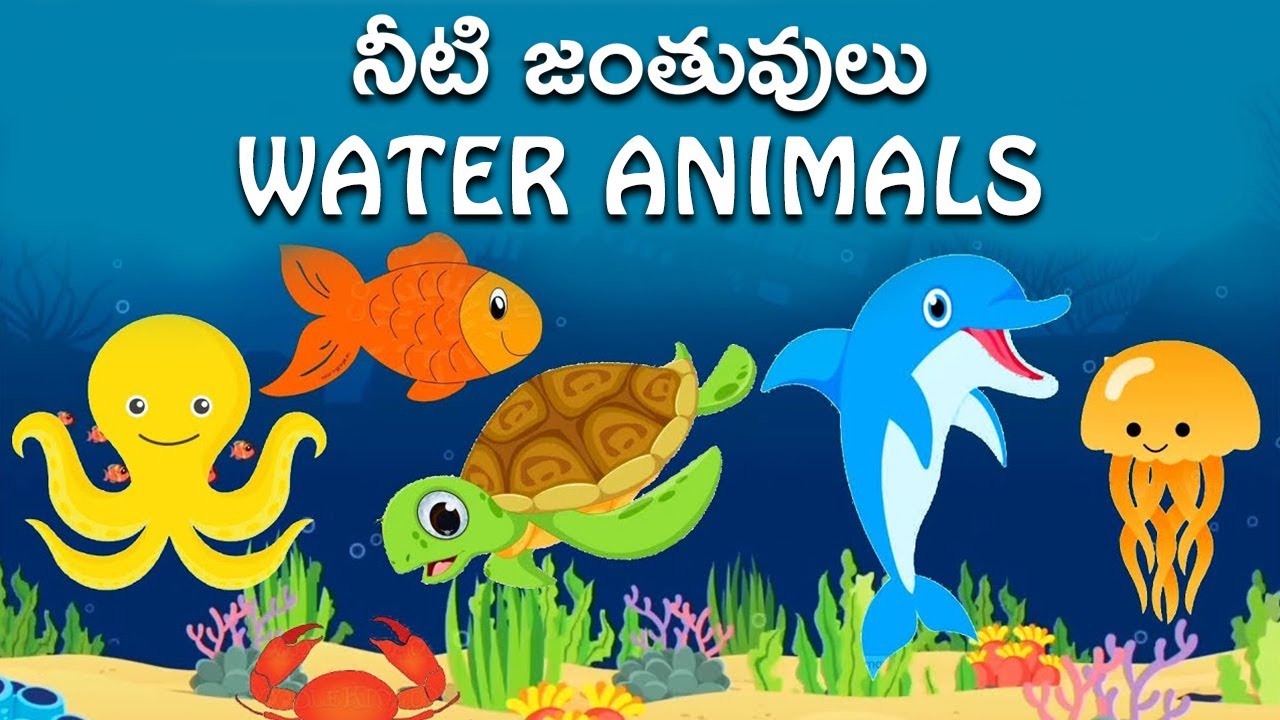 నీటి జంతువులు - Water Animals - Sea Animals - Aquatic Animals For Kids -  Preschool Telugu Videos - YouTube