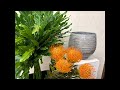 植物系男子研究室 がライブ配信中!