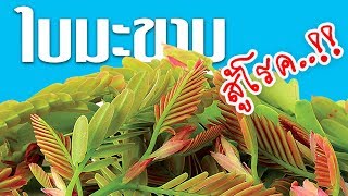 สรรพคุณและประโยชน์ที่น่าทึ่ง..!! ของใบมะขามอ่อน ผักพื้นบ้านของไทย | Nava DIY