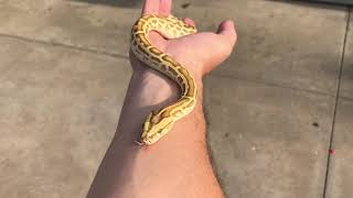 Burmese python