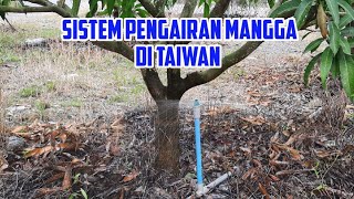 Pengairan Kebun Mangga Di Taiwan Dengan Sistem Nosel