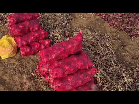 زراعة البصل في ساجر