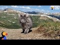 Adventure cat loves swimming climbing mountains with parents  the dodo