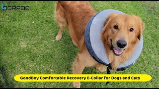 GoodBoy Comfortable Recovery ECollar for Dogs and Cats