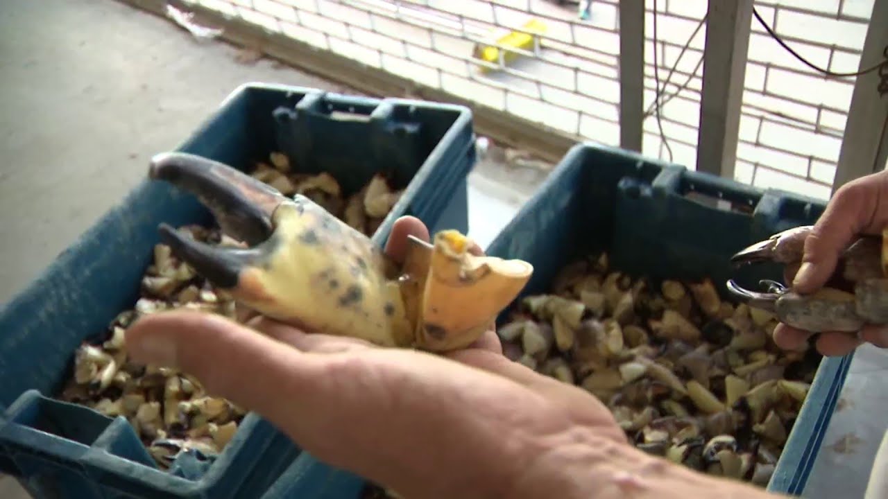 People flock to Everglades City for start of stone crab season YouTube