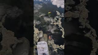 Big Mayan Cichlid on a Live Shiner #fishing #pov #freshwaterfish #catchandrelease