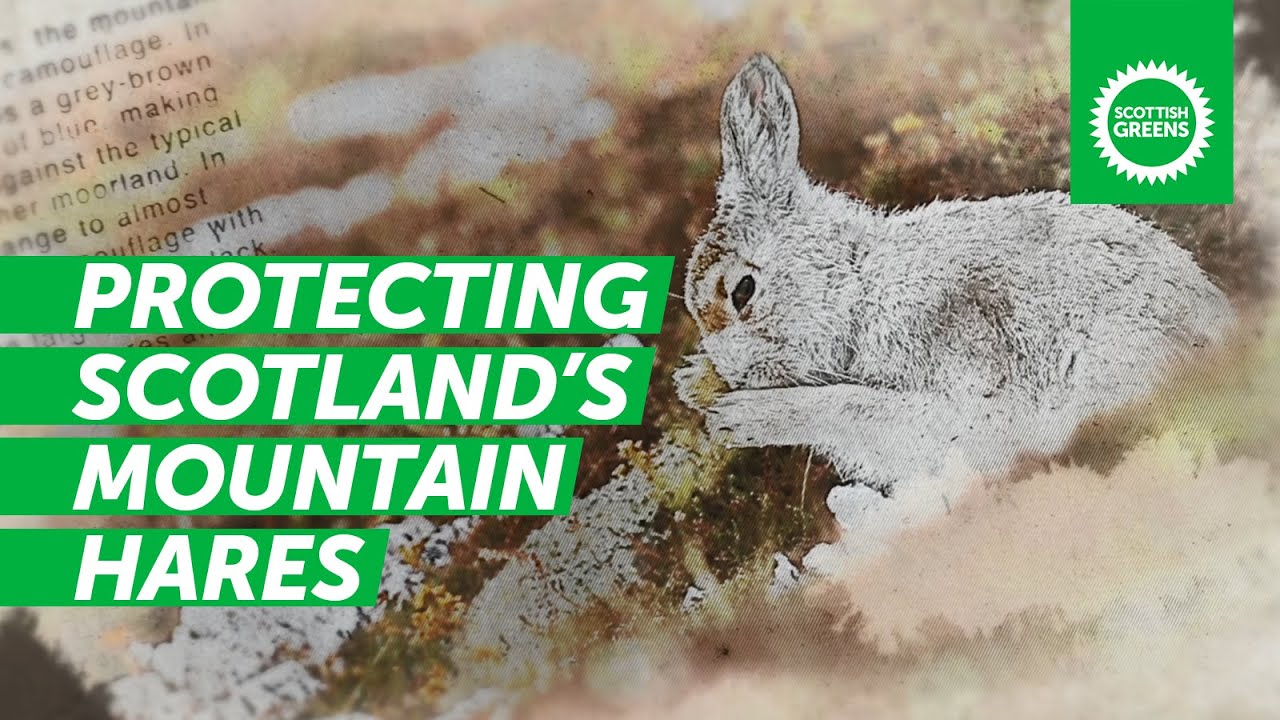 Protecting Scotland's Mountain Hares