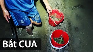 BẮT CUA ĐỒNG