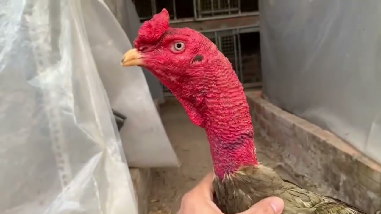 ngày 5 tháng 2, 2026