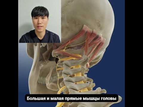 Болит затылок / Анатомия прямых мышц головы #массаж - YouTube