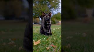 When Curiosity Meets Confidence