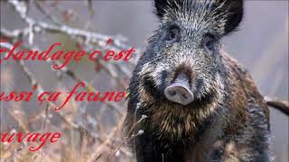 Glandage