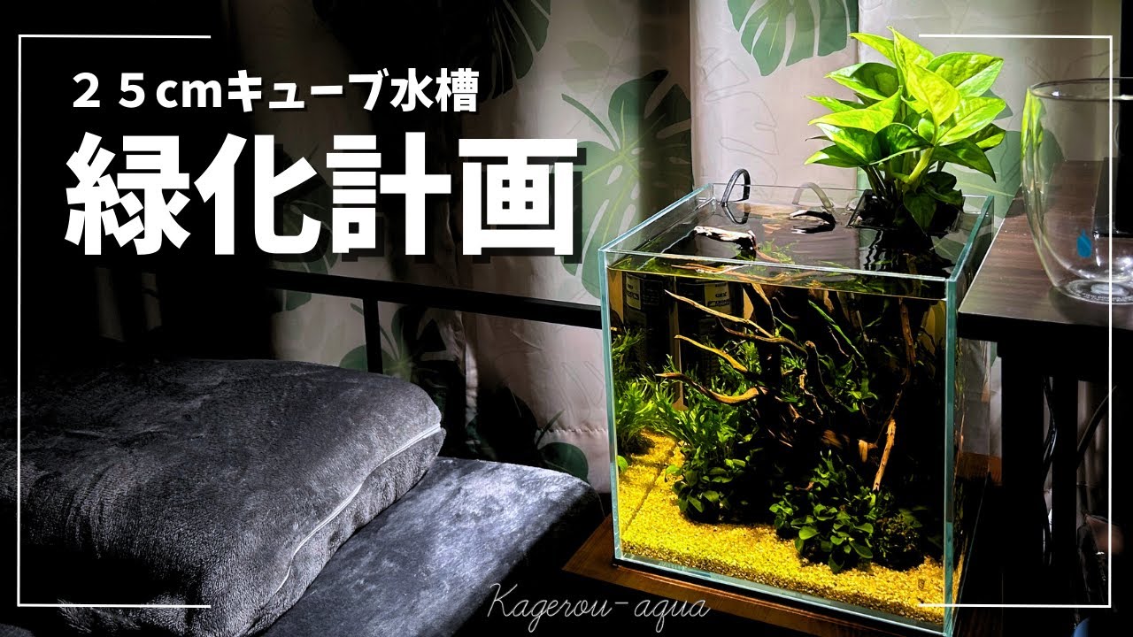 Aquarium] Stylish! And incredibly easy to grow plants above water
