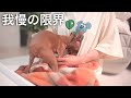 2ヶ月間の闘病生活を終えて甘えん坊が大爆発する子鹿犬（ミニピン／元保護犬）
