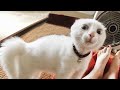 Funniest Pets - 0.001% win, Try not to laugh or grin with these cats #3