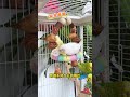 "OMG My Parrot Said WHAT?!😱😂""YouWon't Believe This Cute Parrot's Reaction!🐦💛""My Parrot's Funn