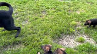 757-483-0717 in Suffolk, VA German Shepherd Puppies by Elaine Nilsson 119 views 10 months ago 28 seconds