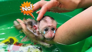 Baby monkey Tina was afraid to hug her mother tightly when she first learned to swim