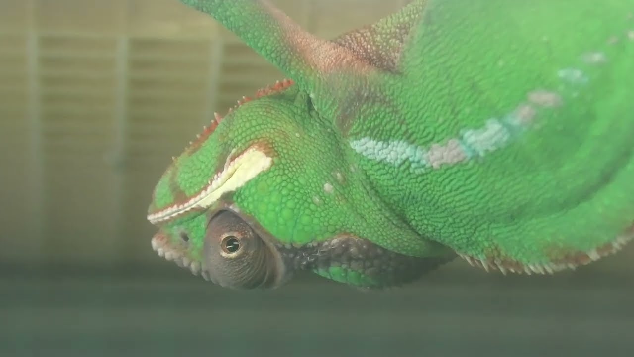 パンサーカメレオン (東山動植物園) 2021年7月22日 - YouTube