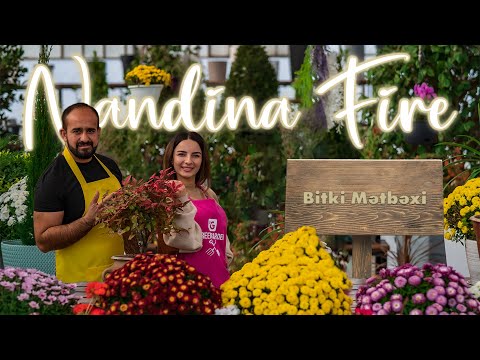 Video: Cənnət bambukuna alternativlər – Nandina əvəzinə nə əkmək lazımdır