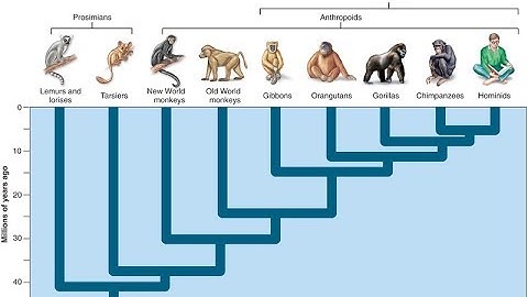 Why Are There Still Monkeys?