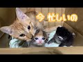 保護子猫のお世話が楽しくてしょうがない先住猫