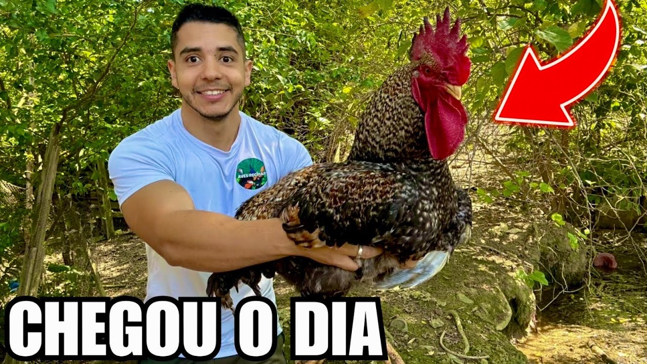 A galinha vai reencontrar o Galo | Ninho Grou Coroado | Aves Recriar 