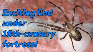 Eastern Cave Long-jawed Orb Weaver - The Spiders in Your House