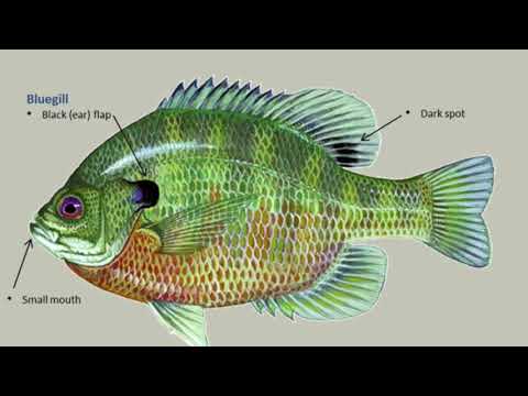 Identifying types of