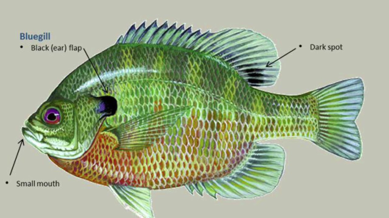 Identifying Types Of Sunfish Panfish And Bluegills